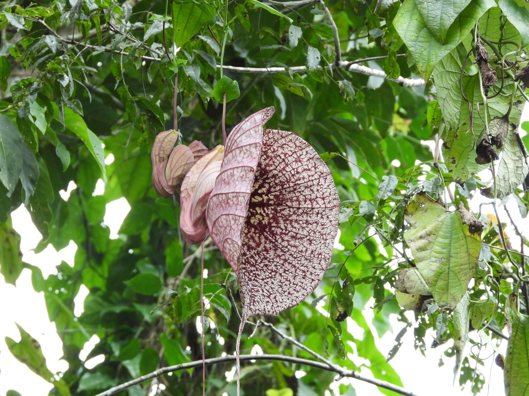 Aristolochia grandiflora